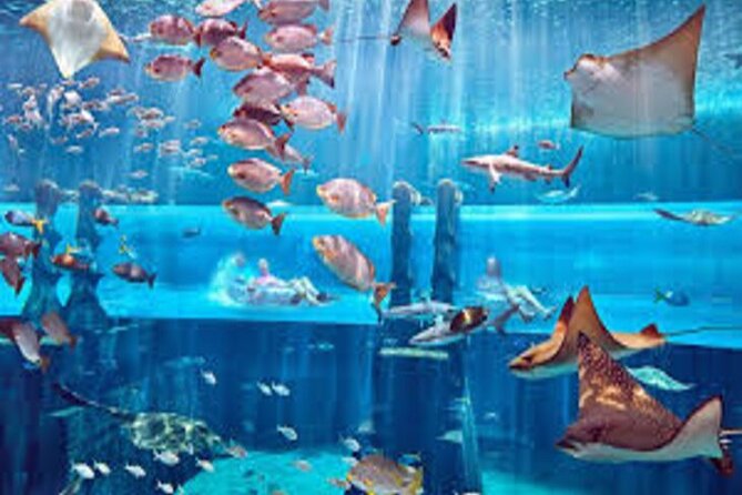 Skip The Line : Atlantis Lost Chambers Aquarium - Who this is best for (and who should think twice)