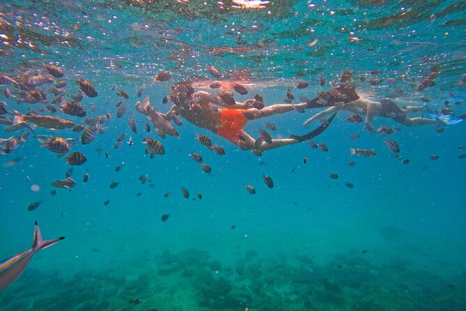 Snorkeling with turtles in Fujairah with BBQ lunch - Getting started at Reef Oasis, then getting geared up