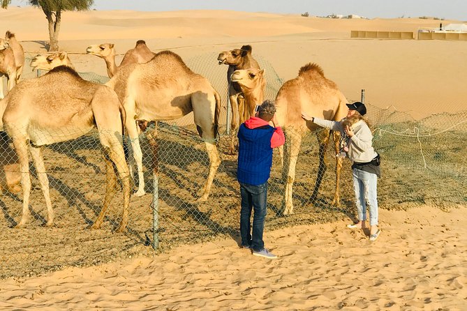 Sunrise Desert Safari with Quad bike and Sandboarding, - Camel Farm Stop: The Change of Pace You’ll Appreciate