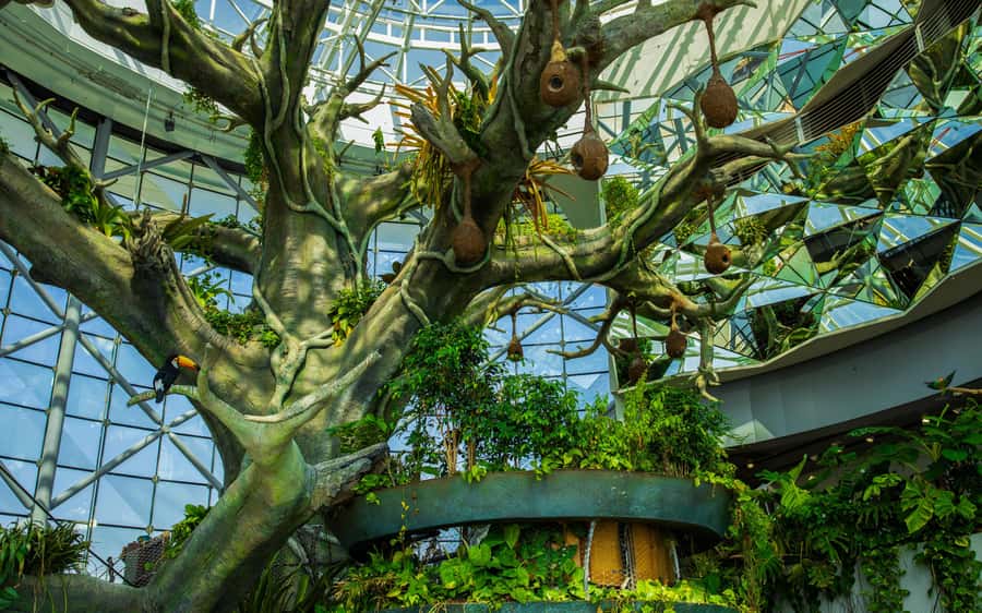 The Green Planet - Dubai's Unique Indoor Rainforest - Price and Value: Is $42 Worth It in Dubai?