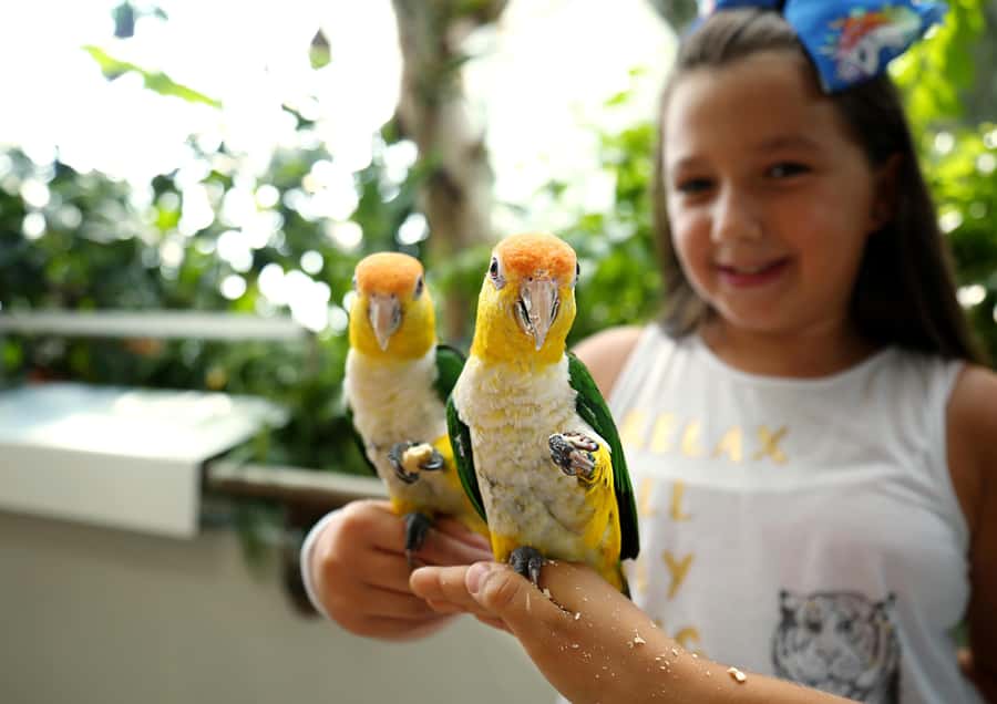 The Green Planet - Dubai's Unique Indoor Rainforest - What to Expect for Kids vs. Adults