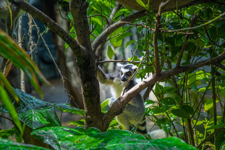 The Green Planet - Dubai's Unique Indoor Rainforest - Finding City Walk, Al Wasl: How the Visit Starts