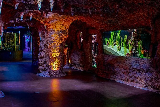 The National Aquarium Abu Dhabi Admission Tickets - Getting into the aquarium, and why prebooking matters
