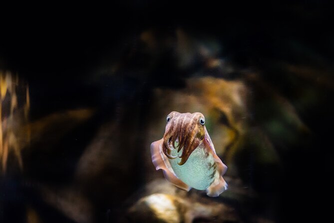 The National Aquarium Abu Dhabi Admission Tickets - Price and value: is $35 a good deal?
